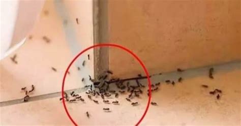 浴室馬桶位置 家裡出現零星螞蟻